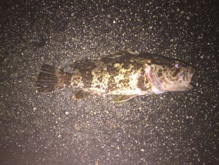 渋いライト釣行